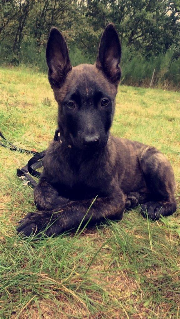 Hollandsk hyrdehund Flottenheimer's Sico billede 1