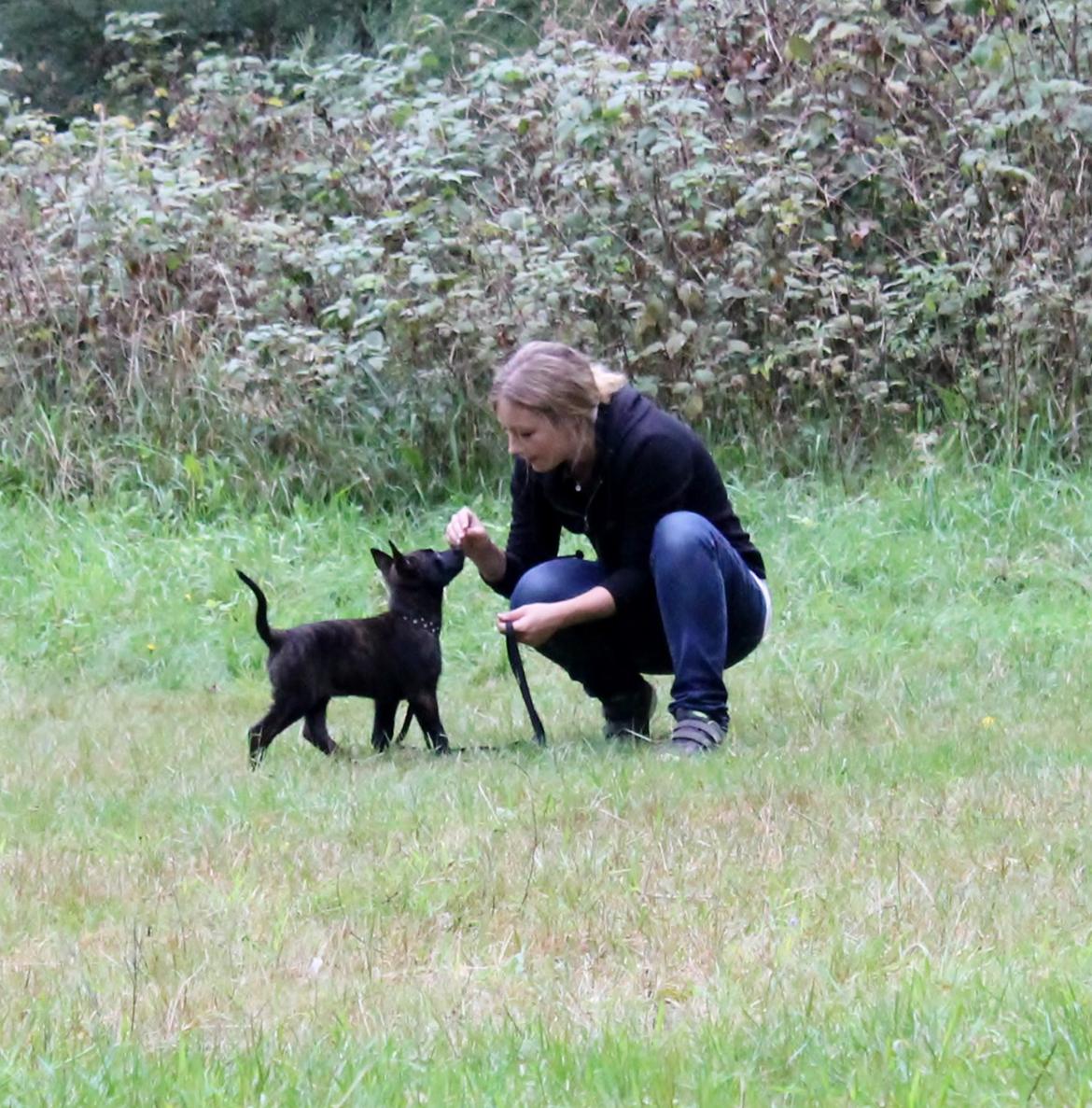 Hollandsk hyrdehund Flottenheimer's Sico billede 19