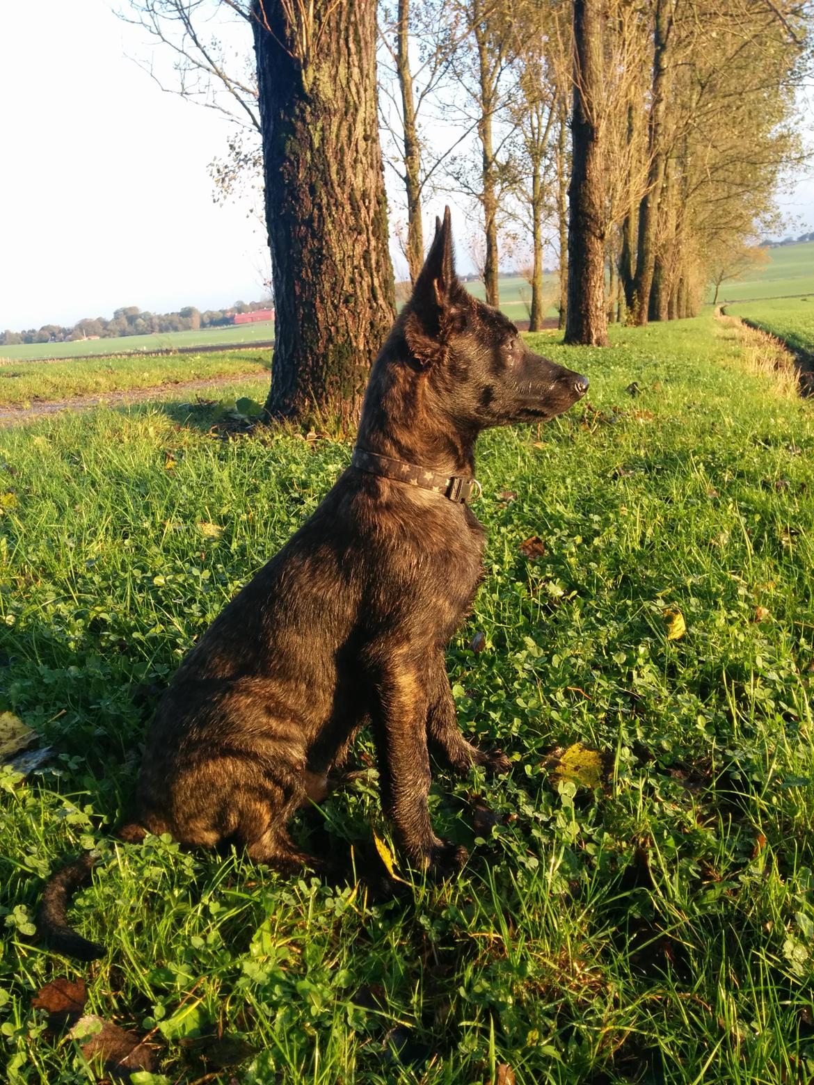 Hollandsk hyrdehund Flottenheimer's Sico billede 20