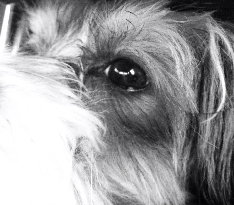 Chinese crested powder puff Sam ( Himmelhund) billede 32