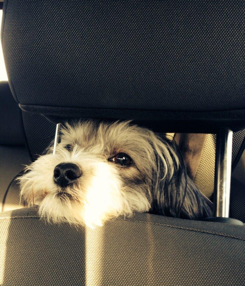 Chinese crested powder puff Sam ( Himmelhund) billede 2