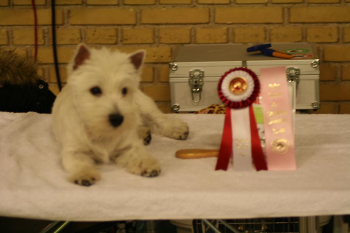 West highland white terrier Hailie billede 49