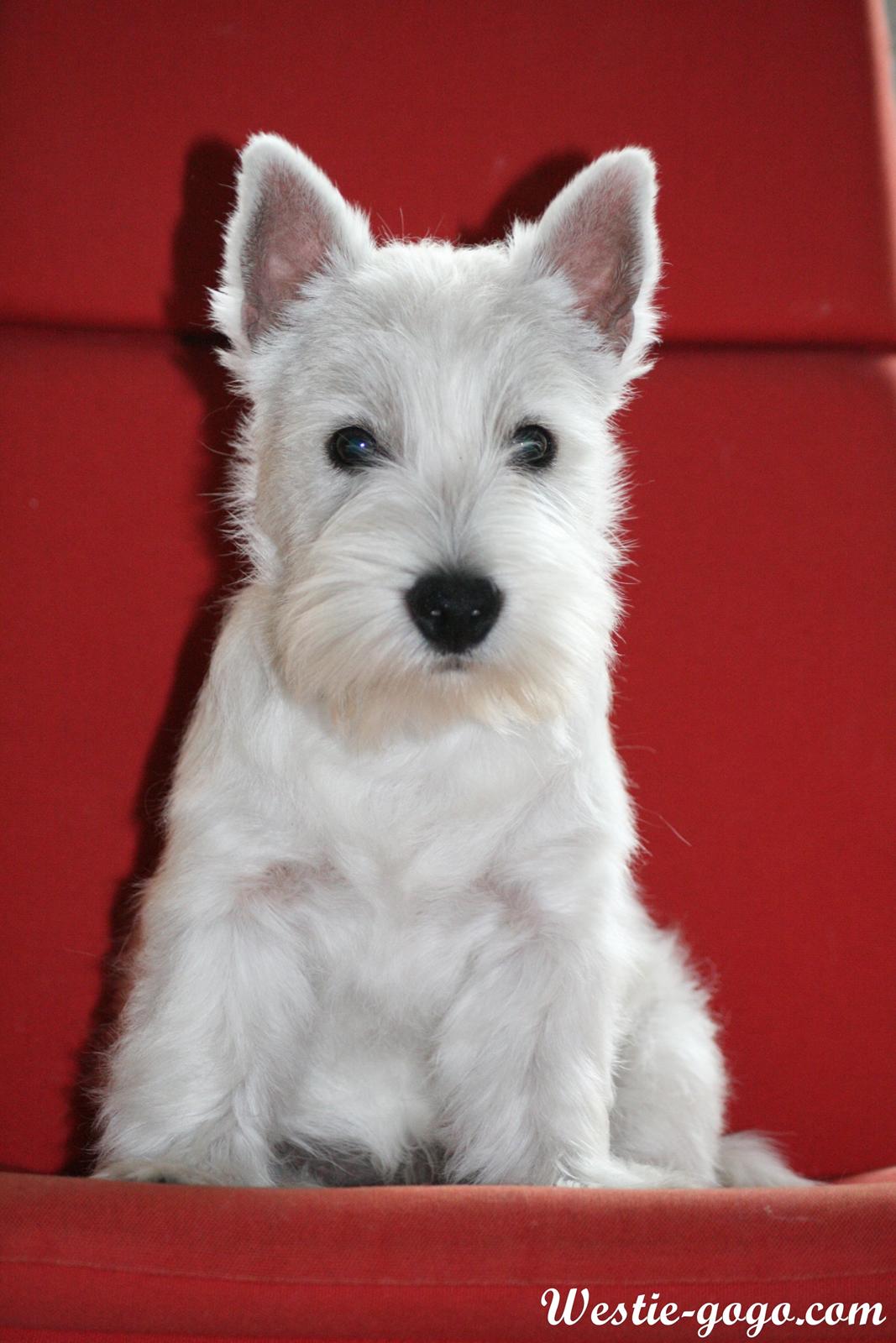 West highland white terrier Hailie billede 33