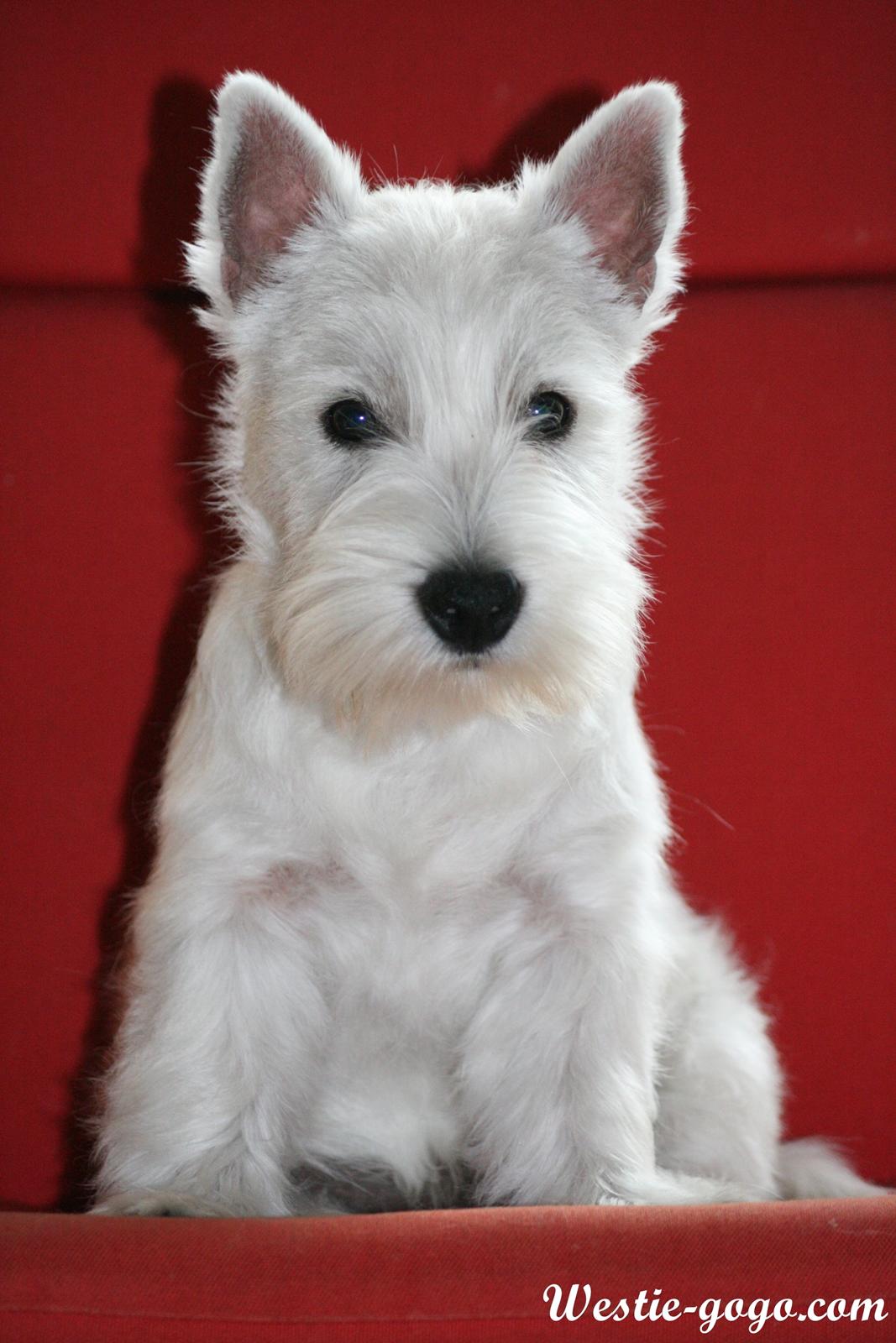 West highland white terrier Hailie billede 34