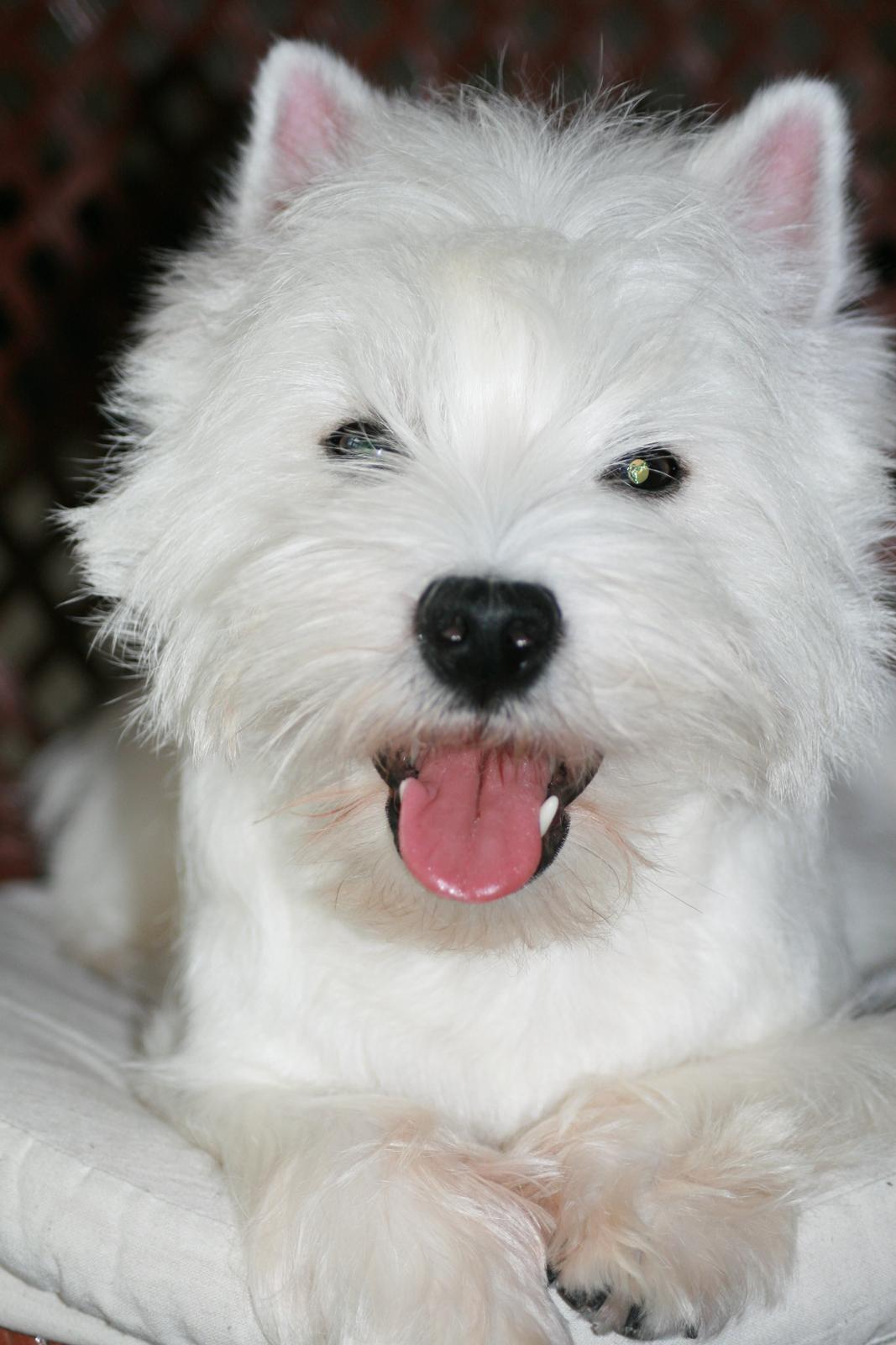 West highland white terrier Hailie billede 2