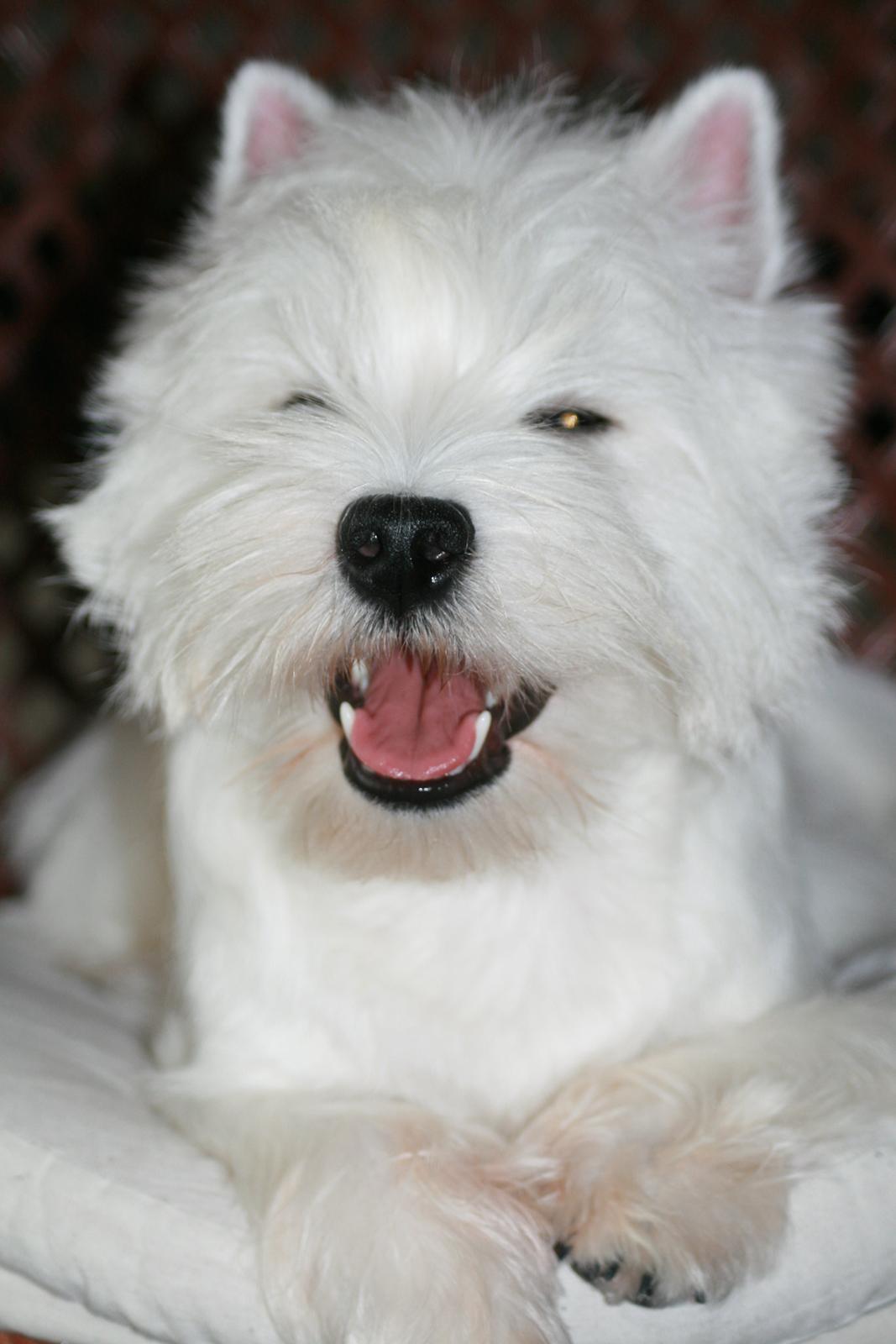 West highland white terrier Hailie billede 3