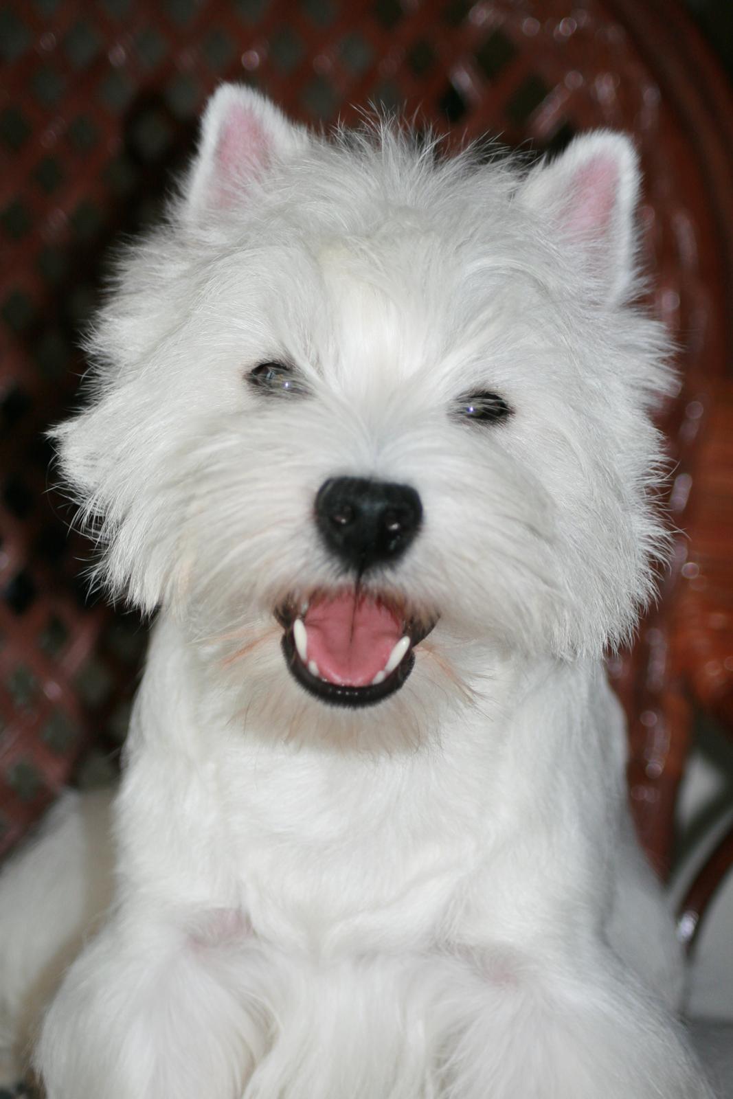 West highland white terrier Hailie billede 1