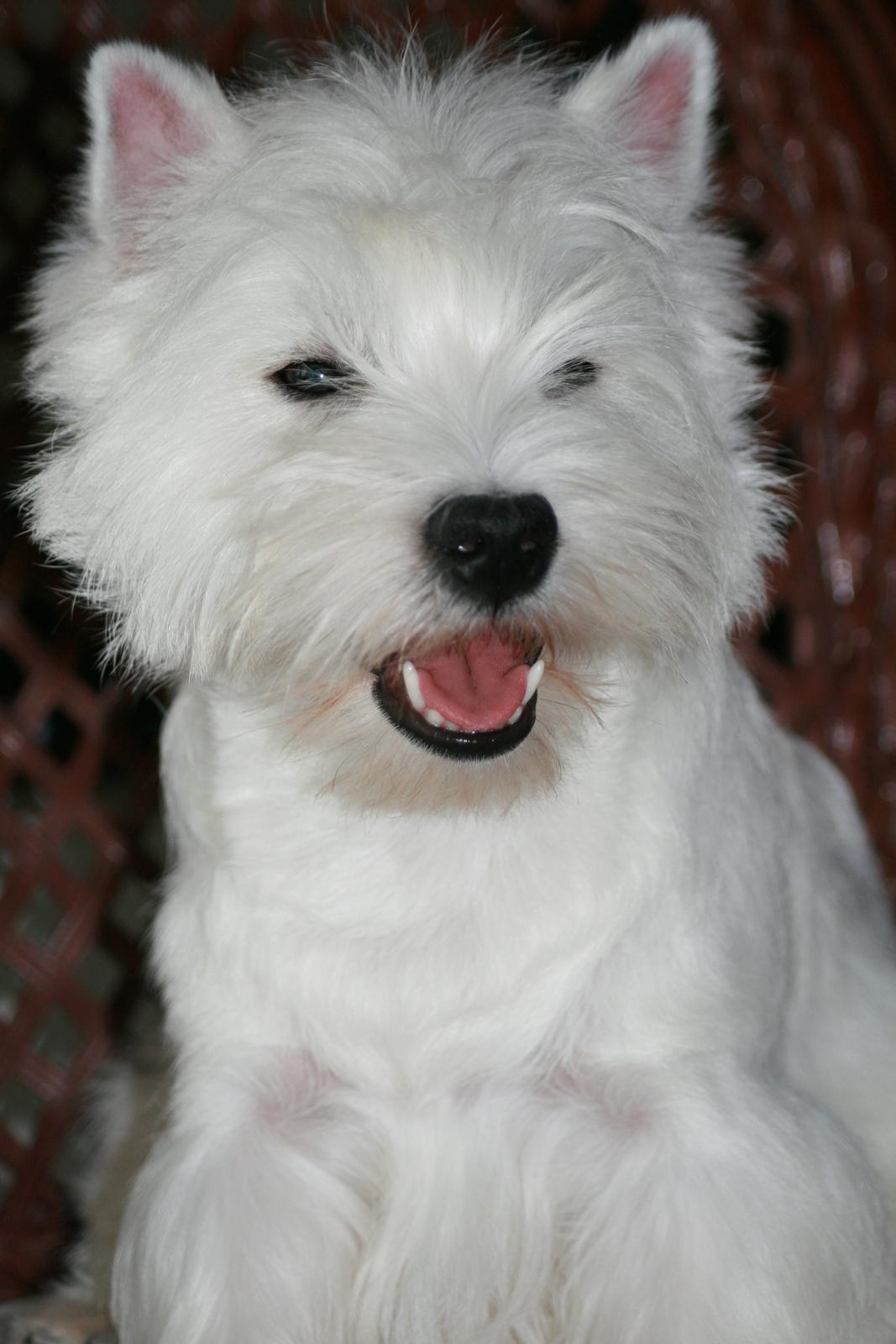 West highland white terrier Hailie billede 4