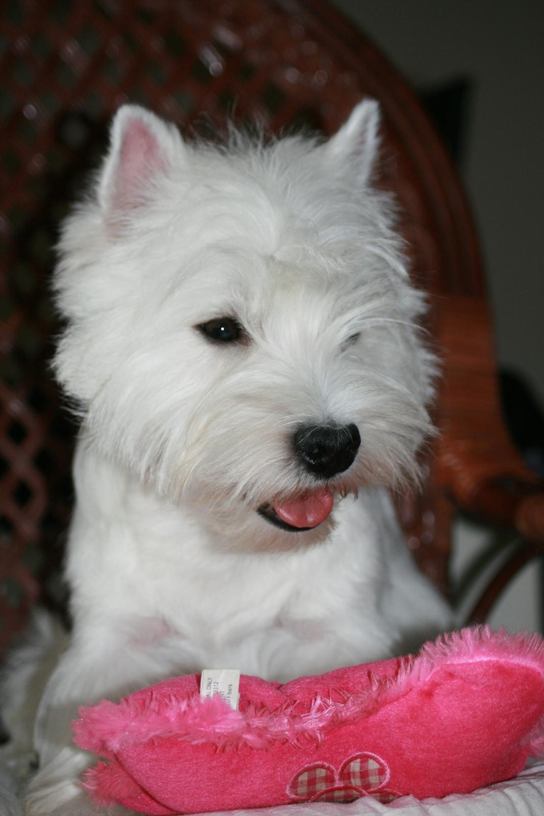 West highland white terrier Hailie billede 6