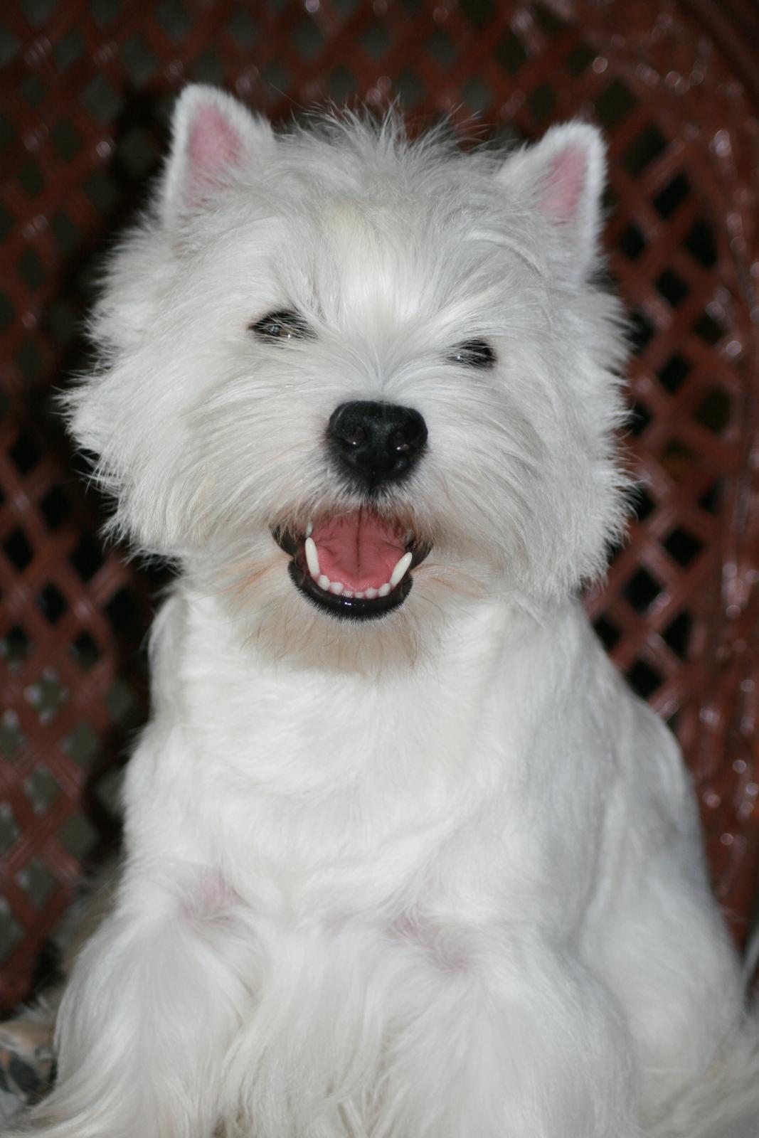 West highland white terrier Hailie billede 5