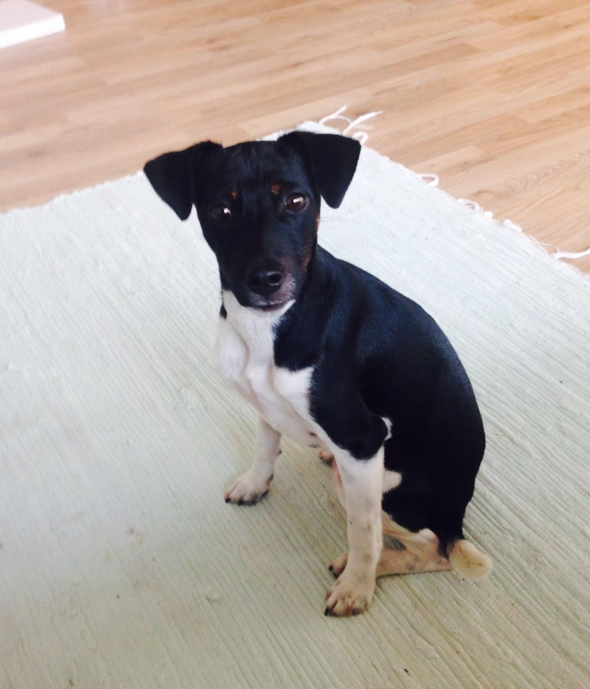 Blanding af racer La Chica - 6 mdr billede 21