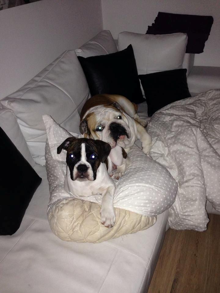 Olde english bulldogge *BETTY* billede 6