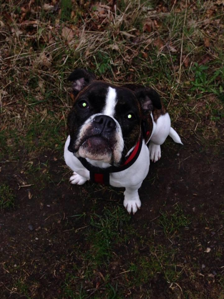 Olde english bulldogge *BETTY* billede 7