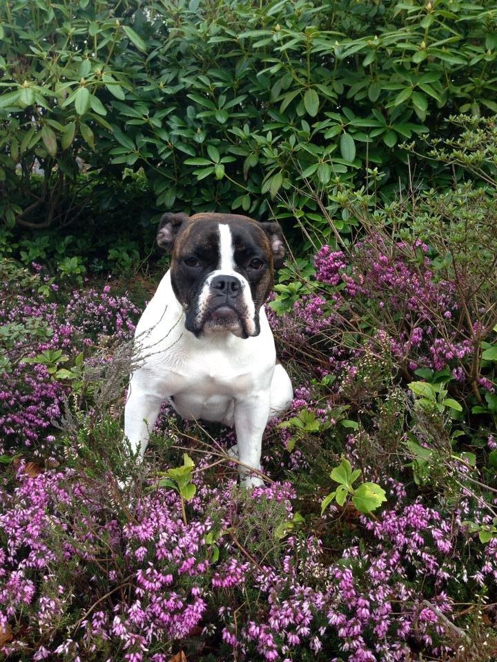 Olde english bulldogge *BETTY* billede 3