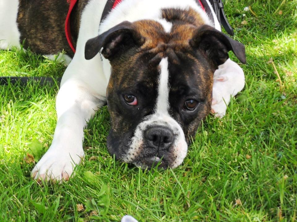 Olde english bulldogge *BETTY* billede 8