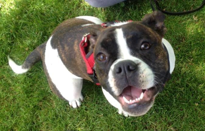 Olde english bulldogge *BETTY* billede 2