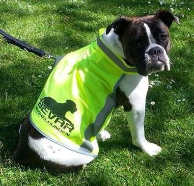 Olde english bulldogge *BETTY* billede 9