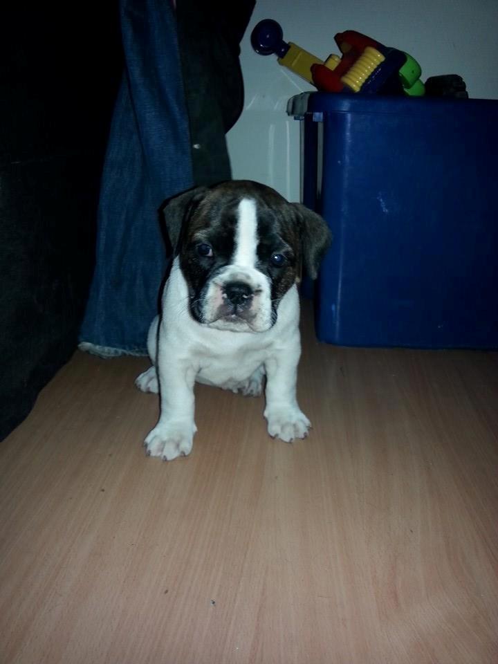 Olde english bulldogge *BETTY* billede 10