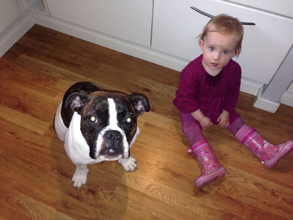 Olde english bulldogge *BETTY* billede 5