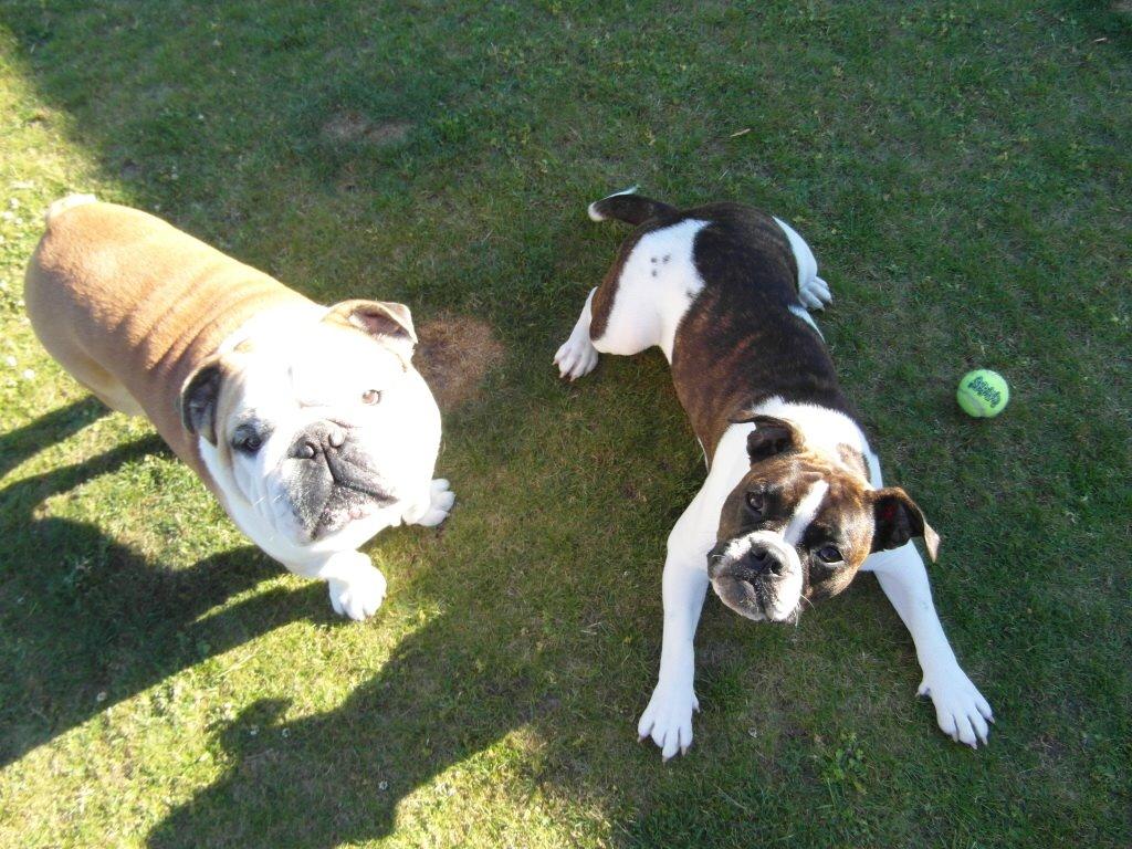 Olde english bulldogge *BETTY* billede 11