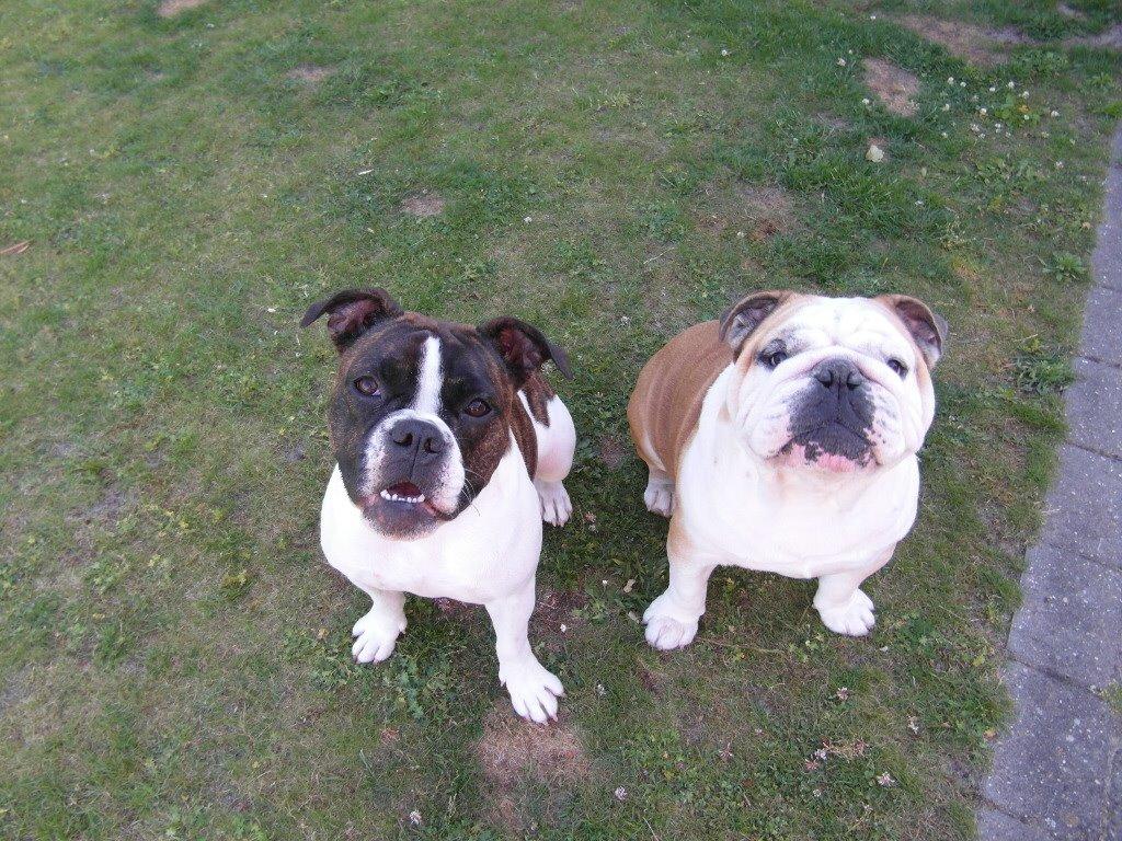 Olde english bulldogge *BETTY* billede 13