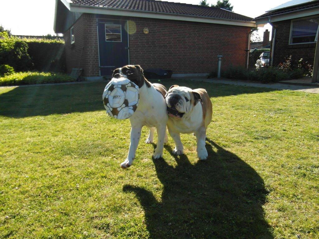 Olde english bulldogge *BETTY* billede 12