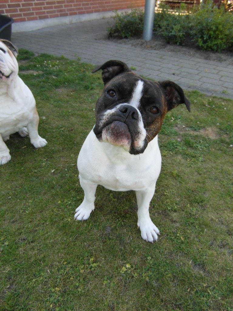 Olde english bulldogge *BETTY* billede 14