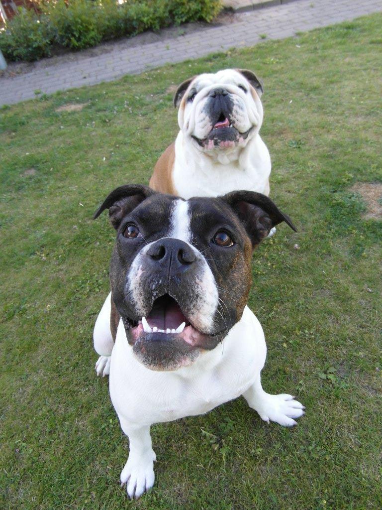 Olde english bulldogge *BETTY* billede 1