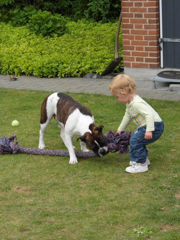 Olde english bulldogge *BETTY* billede 15