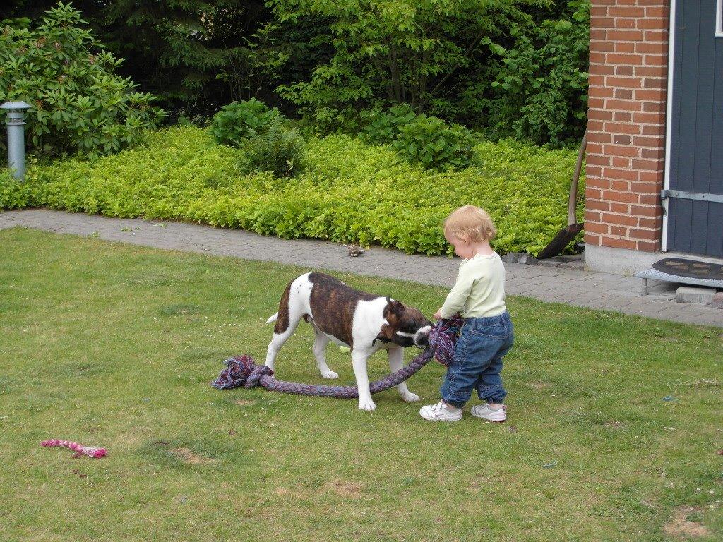 Olde english bulldogge *BETTY* billede 17