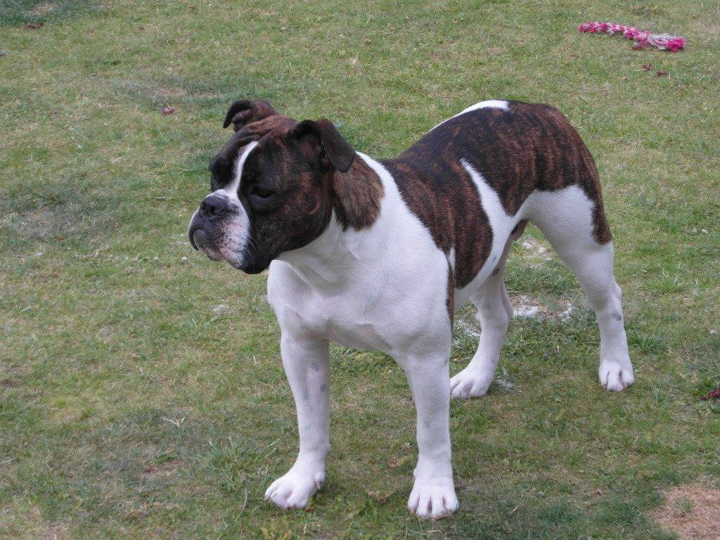 Olde english bulldogge *BETTY* billede 19