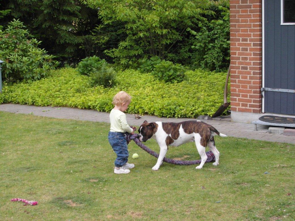 Olde english bulldogge *BETTY* billede 16