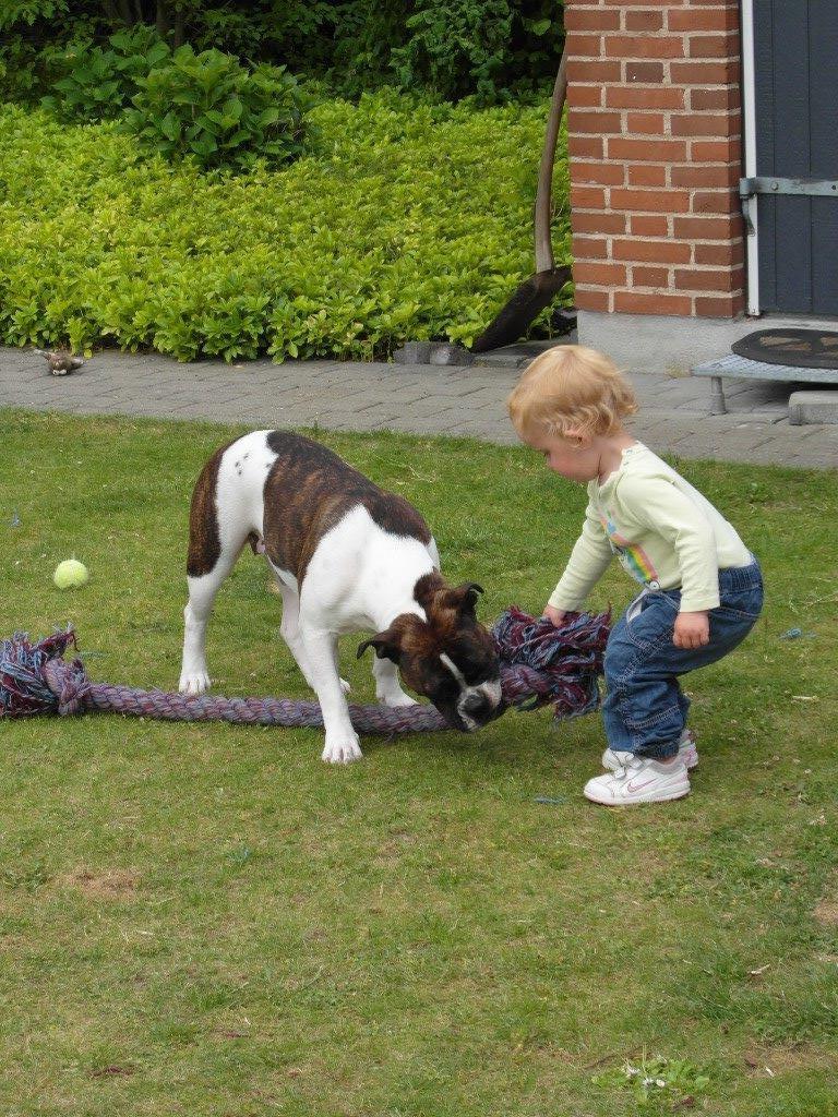 Olde english bulldogge *BETTY* billede 18
