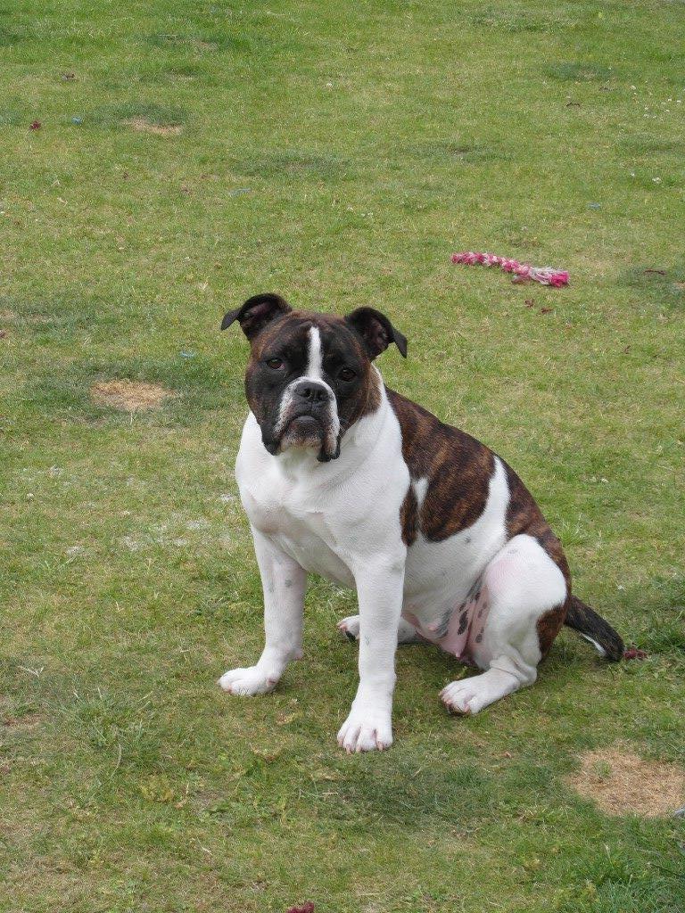 Olde english bulldogge *BETTY* billede 20