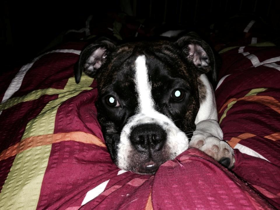 Olde english bulldogge *BETTY* billede 21