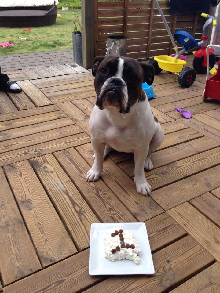 Olde english bulldogge *BETTY* billede 23