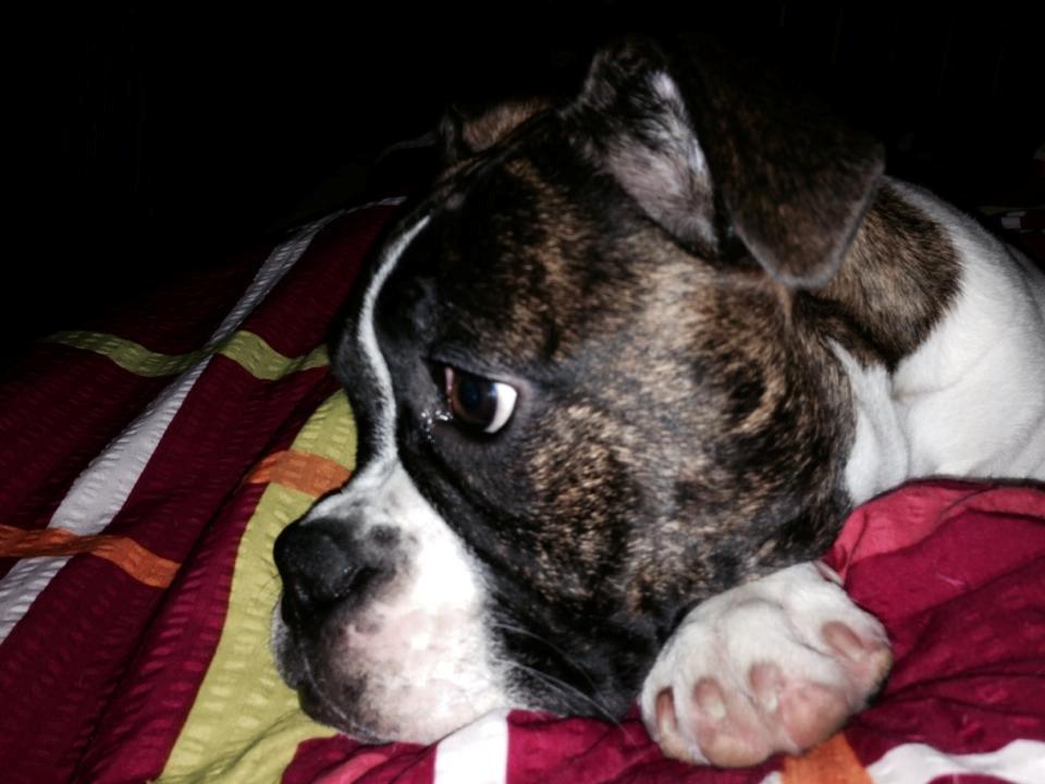 Olde english bulldogge *BETTY* billede 22