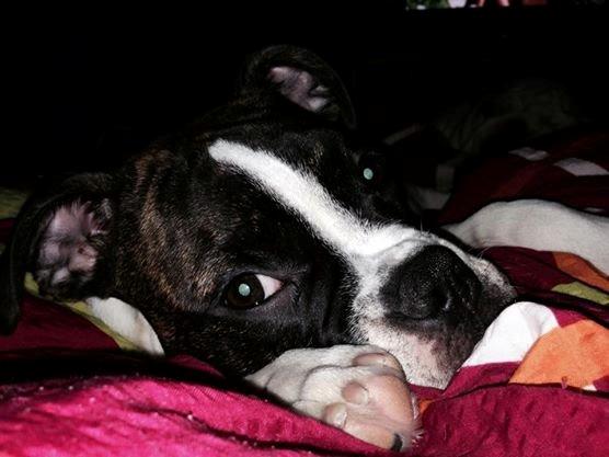 Olde english bulldogge *BETTY* billede 25