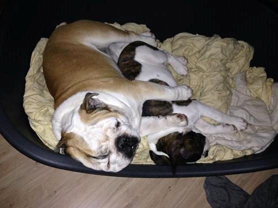 Olde english bulldogge *BETTY* billede 24