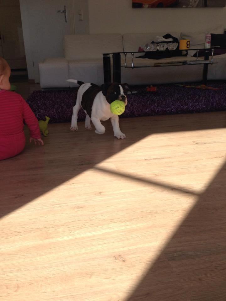 Olde english bulldogge *BETTY* billede 26