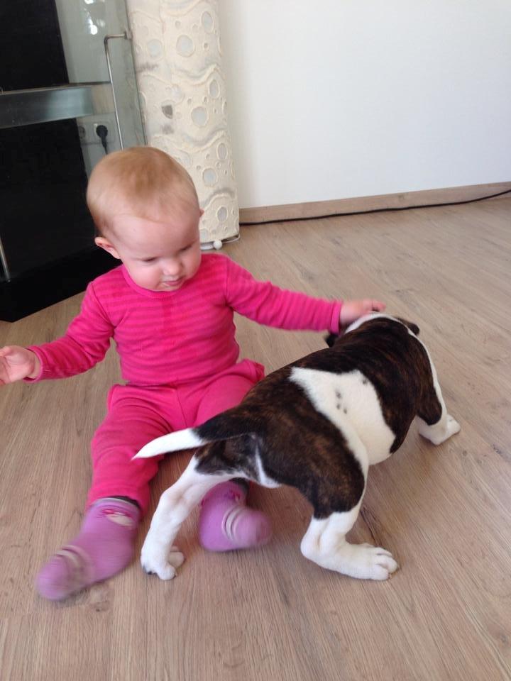 Olde english bulldogge *BETTY* billede 28