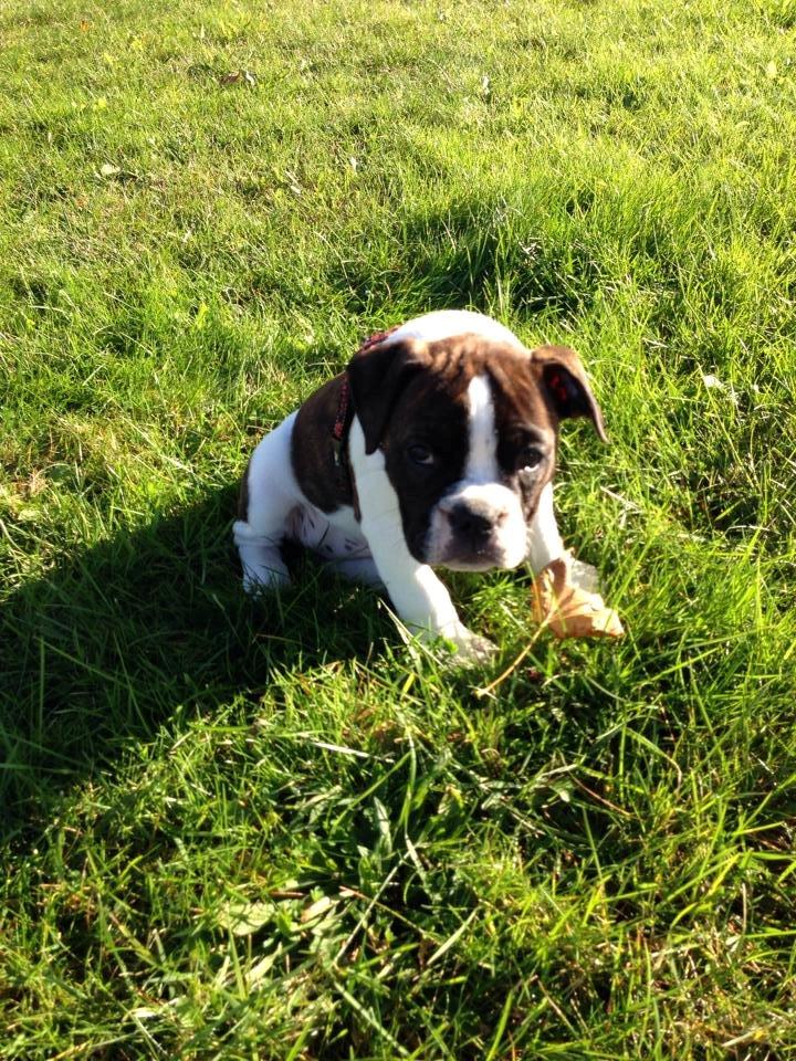 Olde english bulldogge *BETTY* billede 29