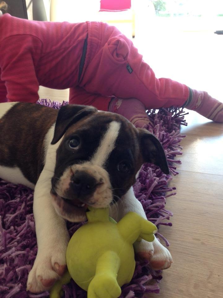 Olde english bulldogge *BETTY* billede 30