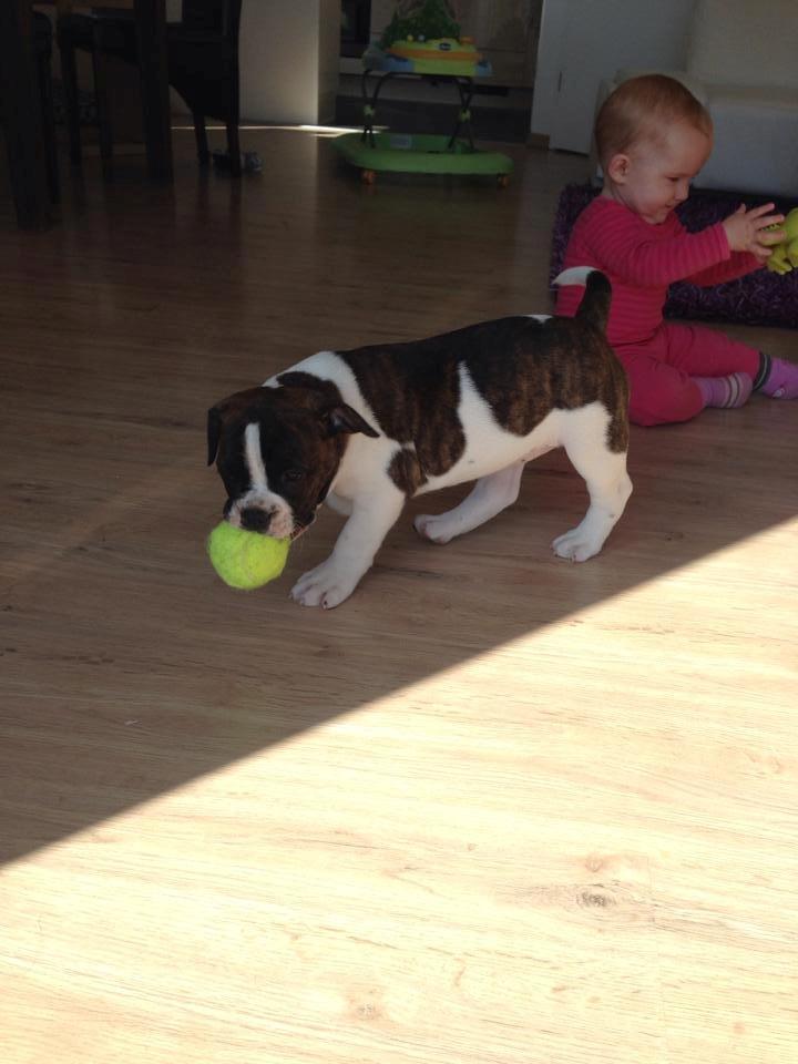 Olde english bulldogge *BETTY* billede 31