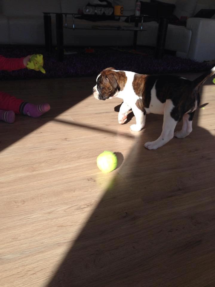 Olde english bulldogge *BETTY* billede 27