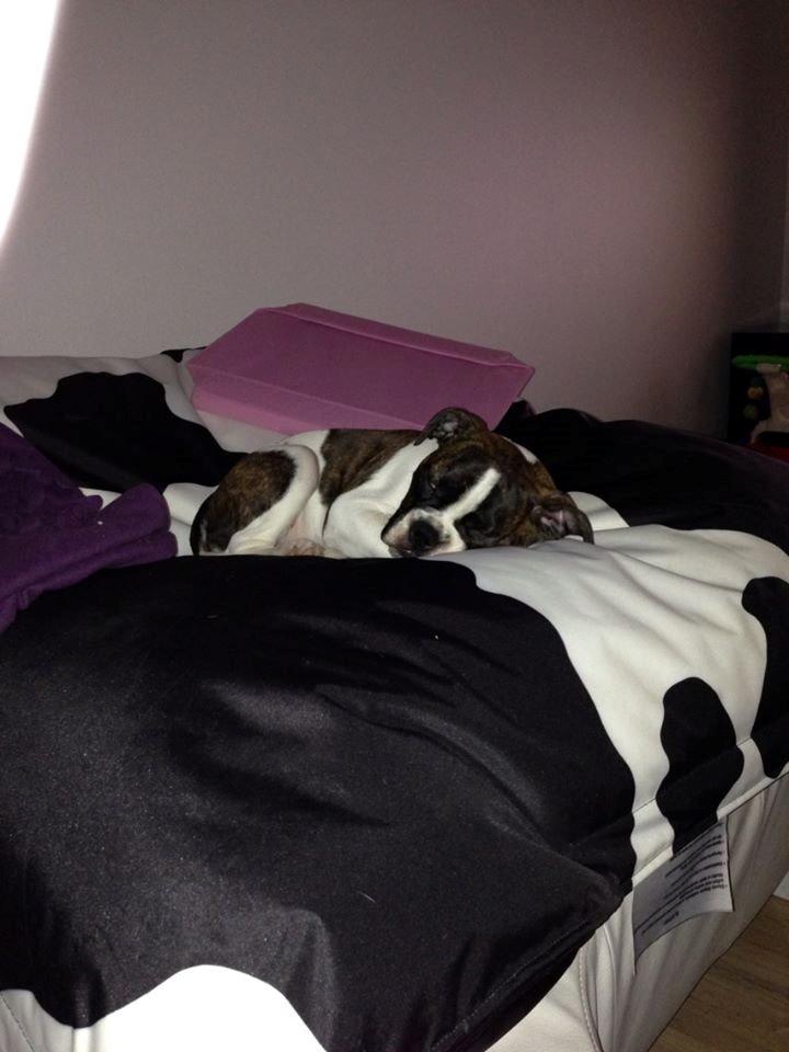 Olde english bulldogge *BETTY* billede 32