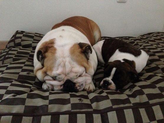 Olde english bulldogge *BETTY* billede 33