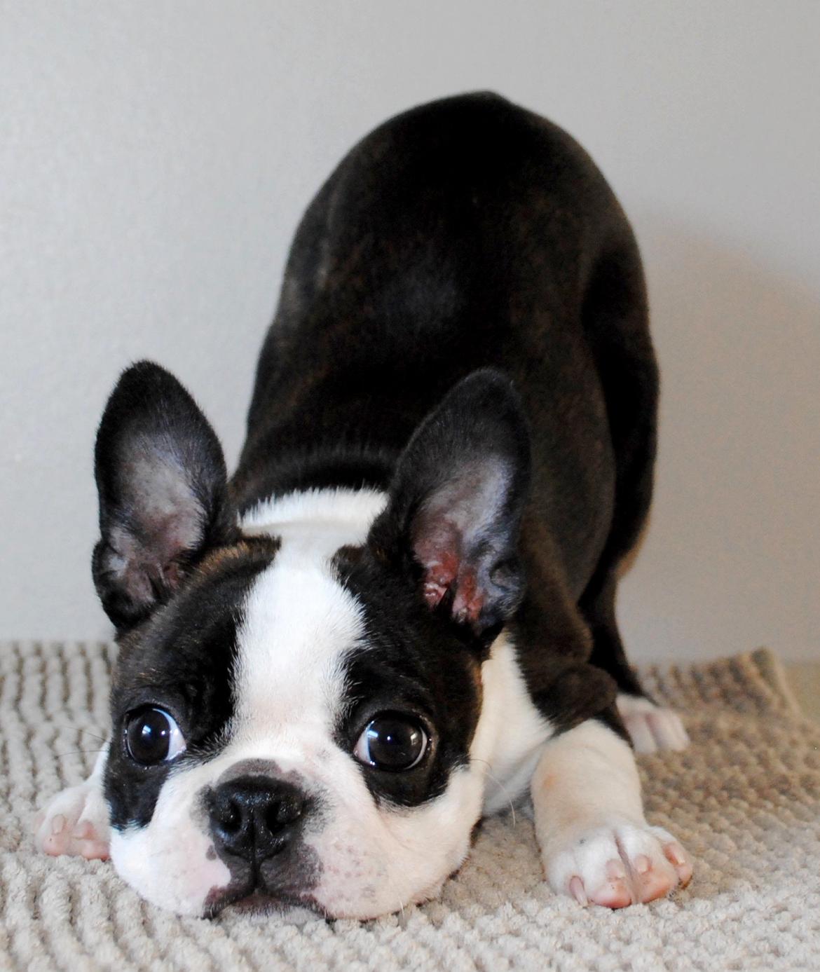 Boston terrier ZARA STYLE AND CHIC Torques billede 13