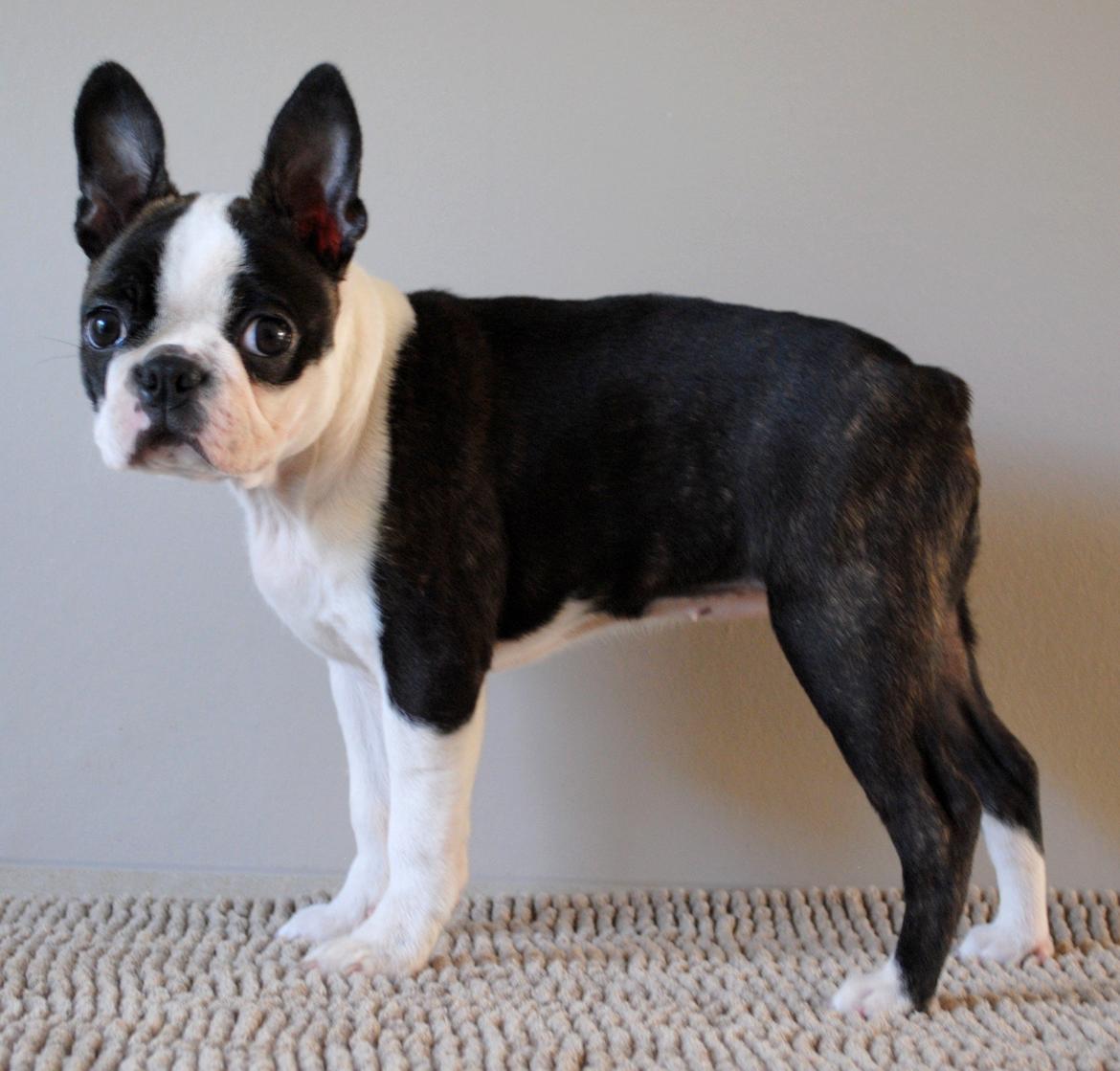 Boston terrier ZARA STYLE AND CHIC Torques billede 15