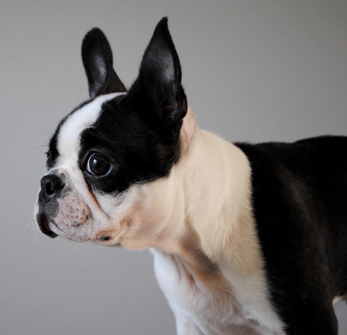 Boston terrier ZARA STYLE AND CHIC Torques billede 14